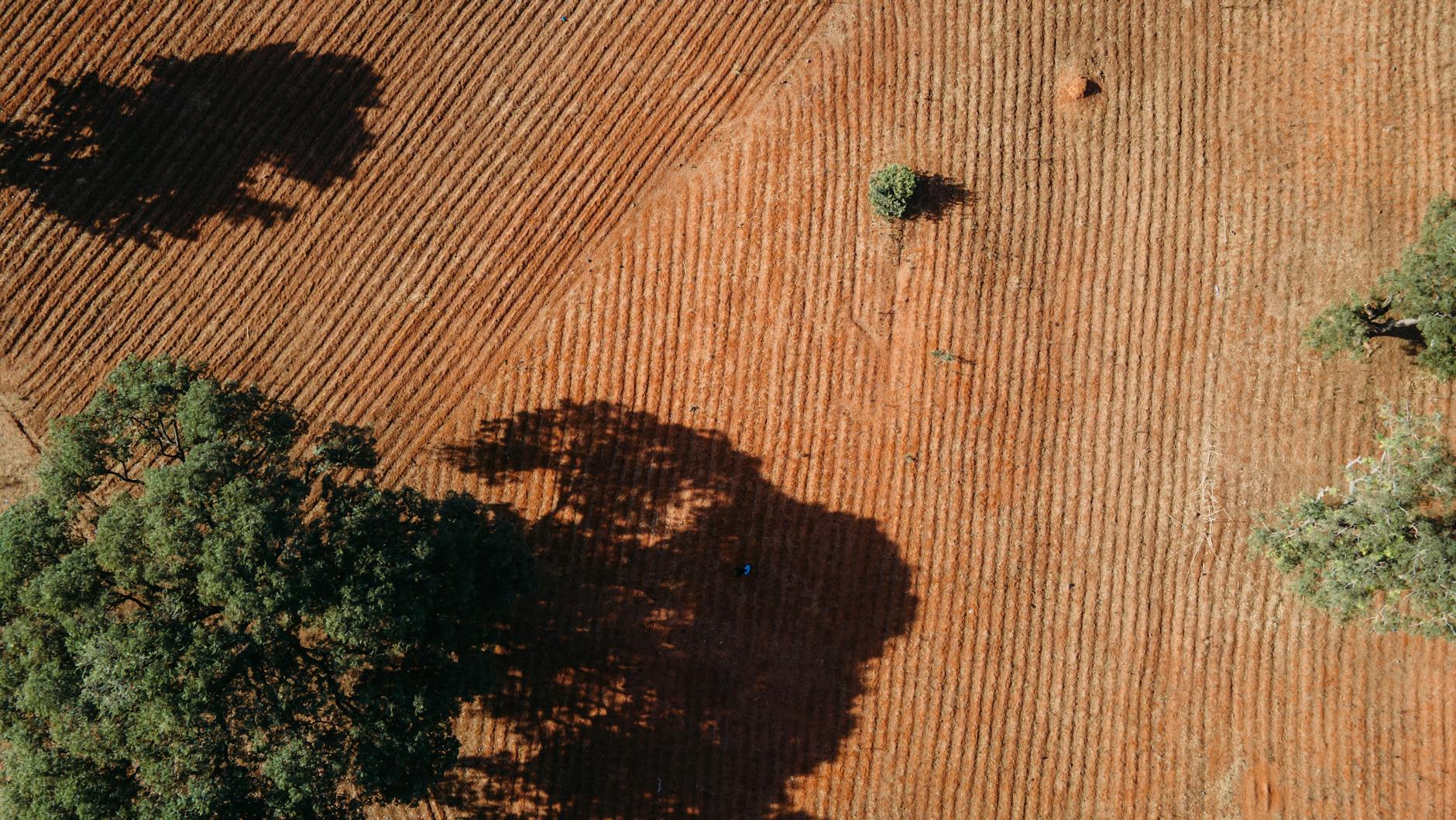 trees casting shadows on agriculture field