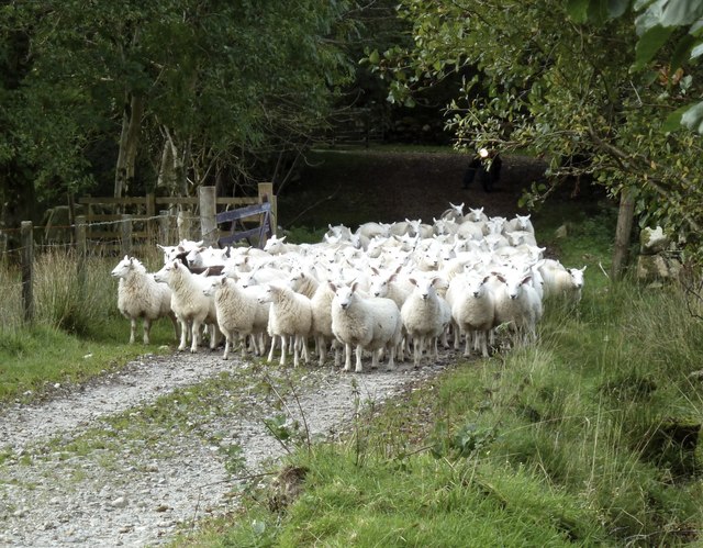 'Sheep may safely graze' (J S Bach)