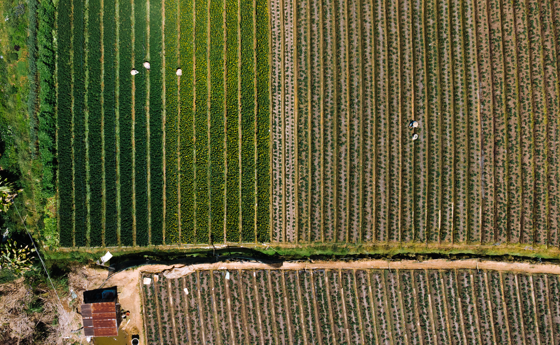 drone shot of a farm field
